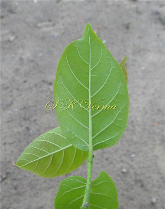  Leaf (Abaxial view)